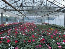 Cyclamen crop at Ferring Nurseries, West Sussex